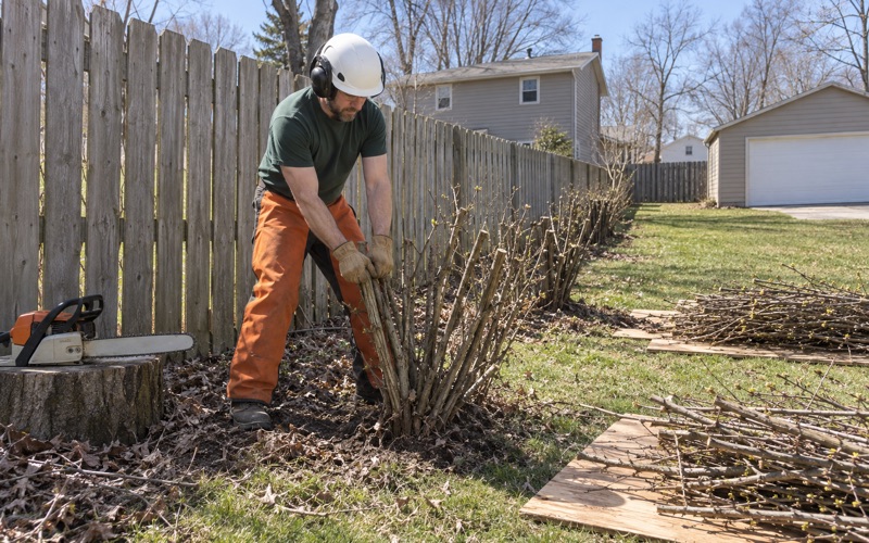 Worker pulling a cut bush honeysuckle stem cluster out of a Blue Springs rear fence line.